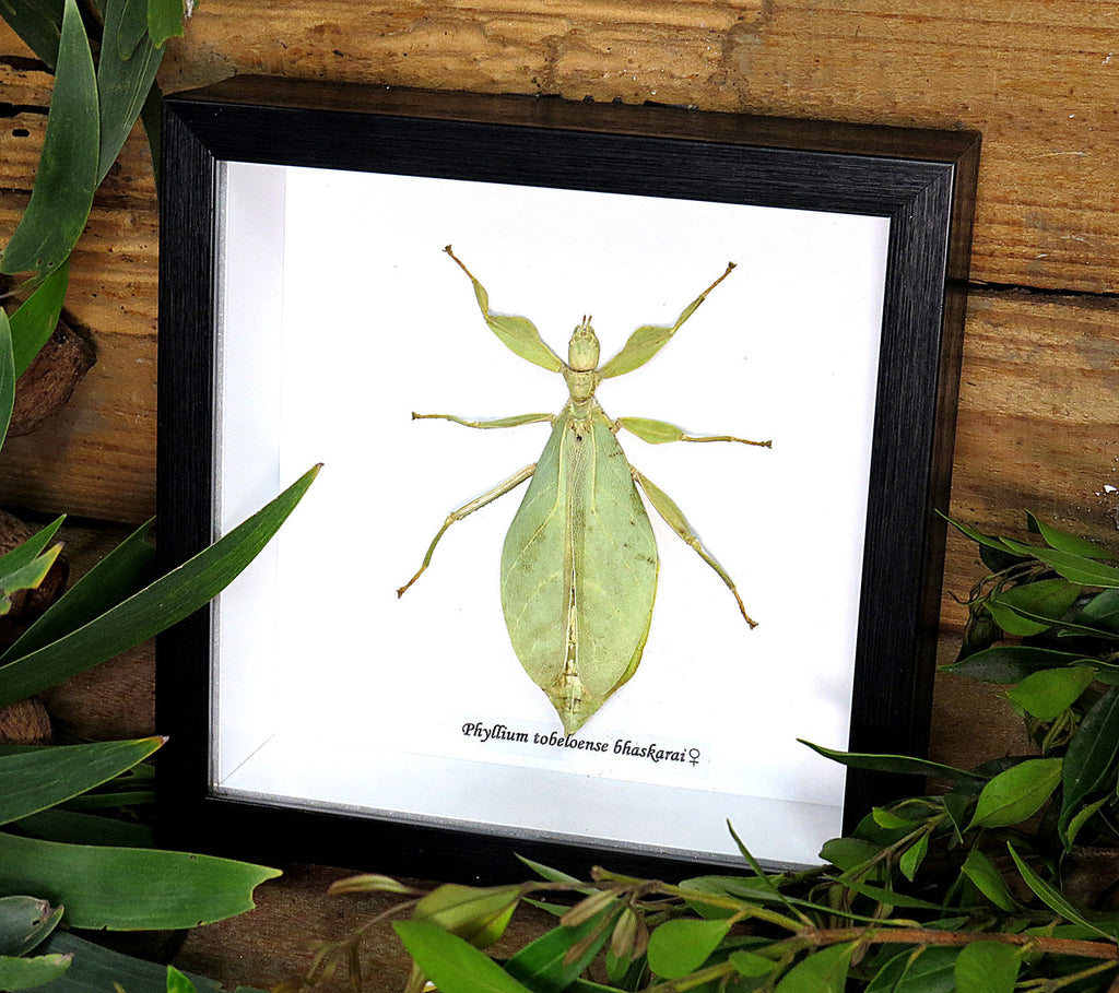 Phyllium tobeloense bhaskarai