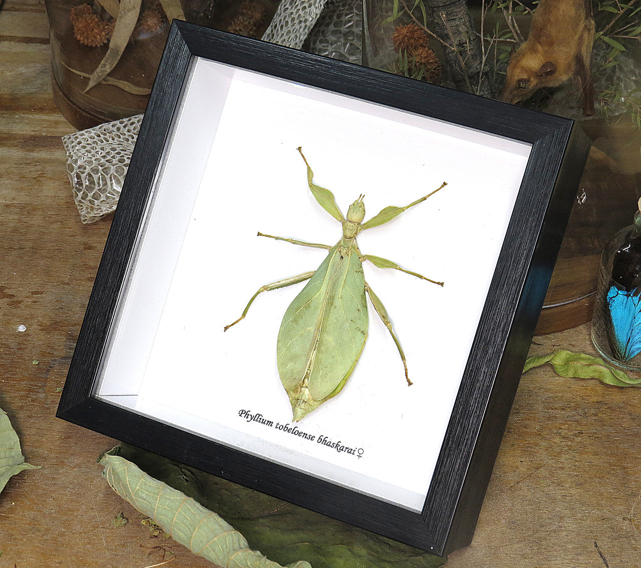 Phyllium tobeloense bhaskarai