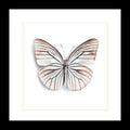 Pareronia tritea 