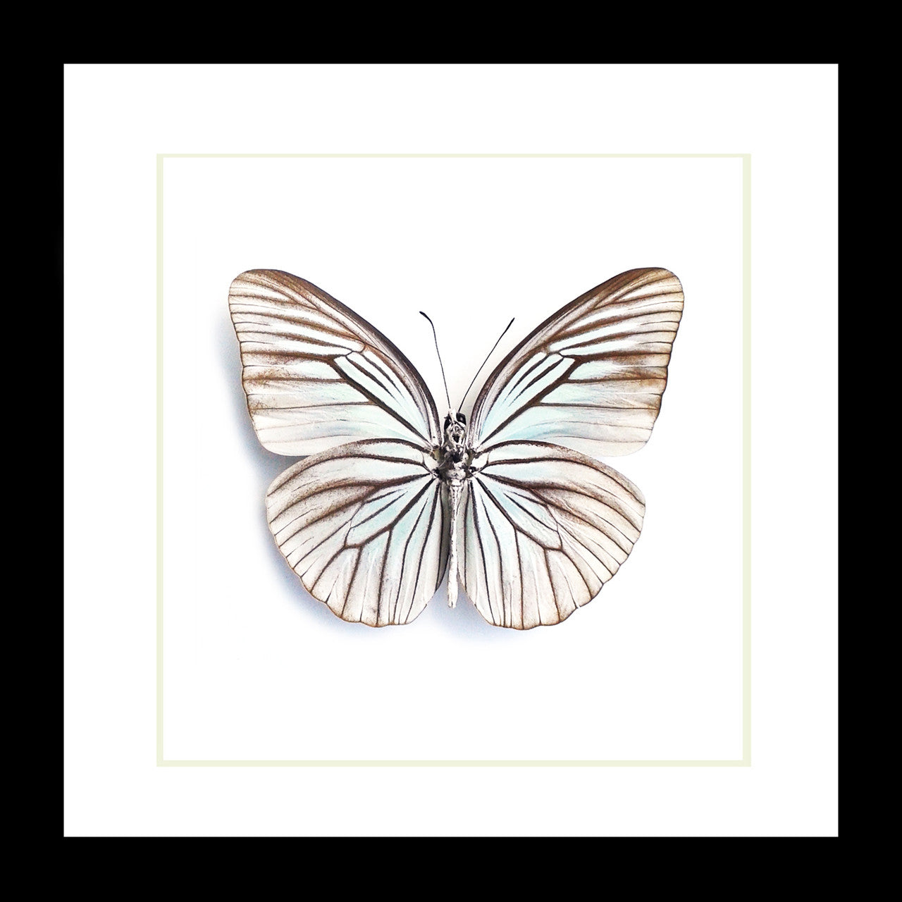 Pareronia tritea 