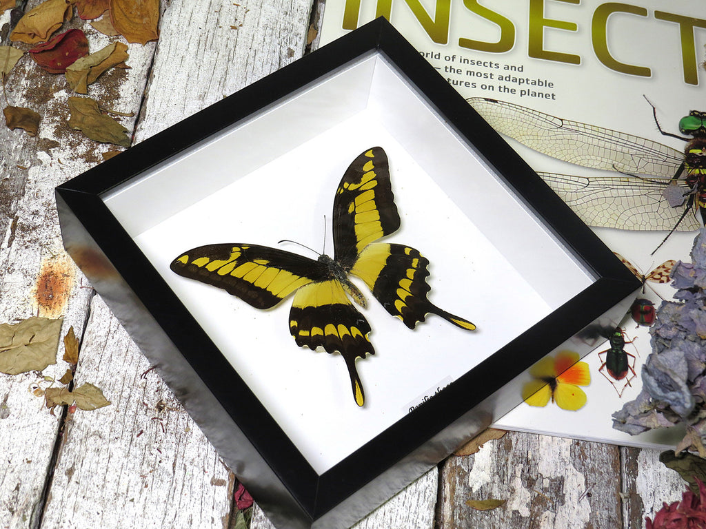 Papilio thoas