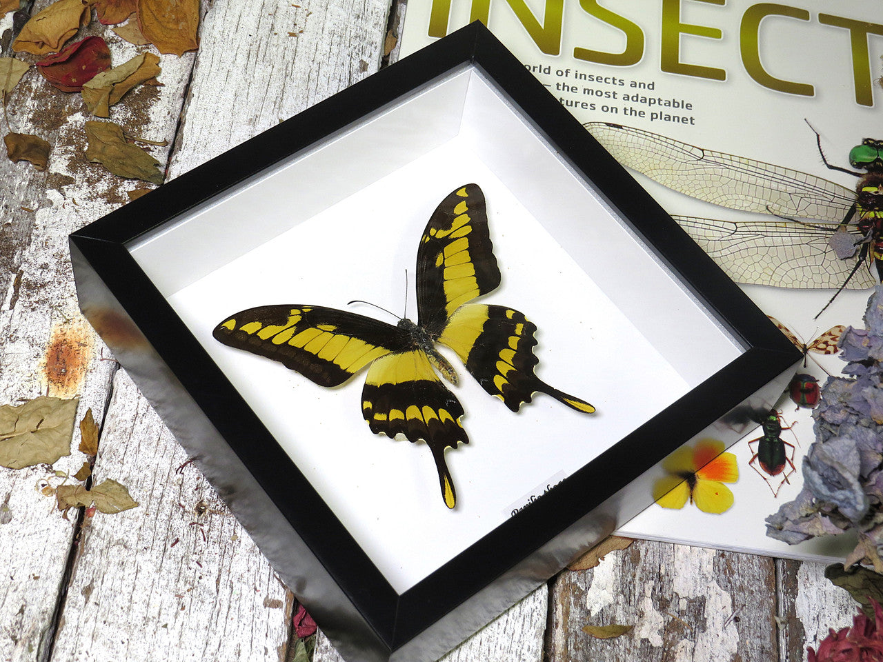 Papilio thoas