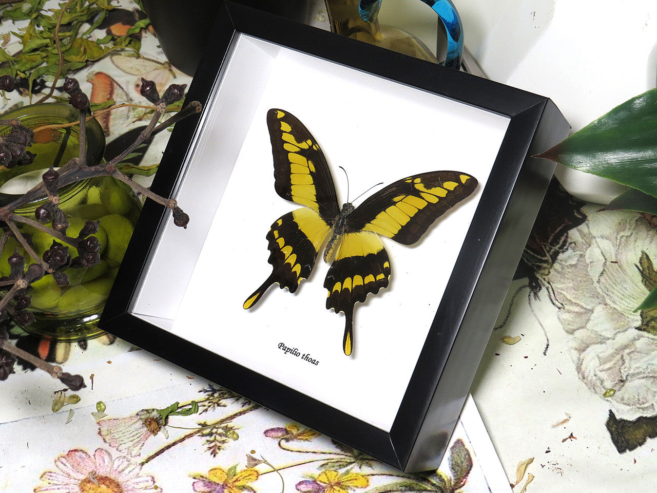 Papilio thoas