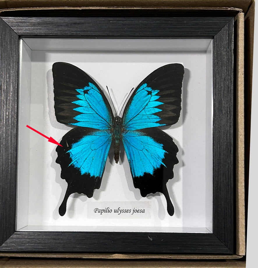 Papilio ulysses joesa # 7 ( special )
