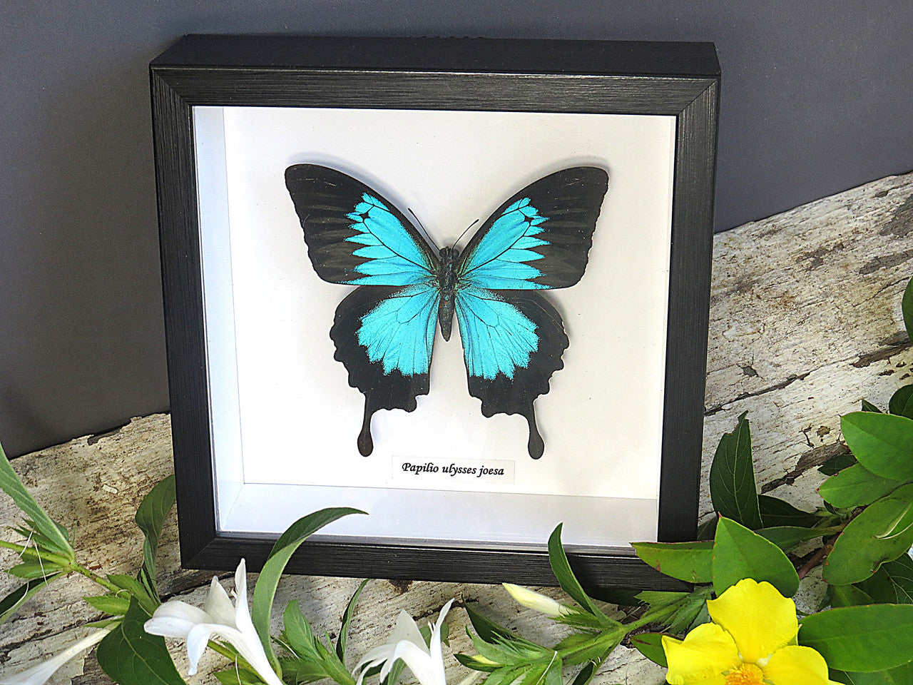  Papilio ulysses joesa