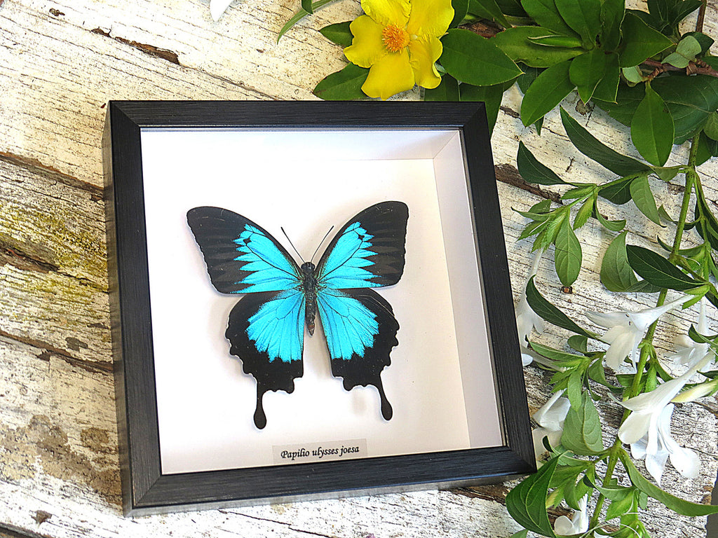  Papilio ulysses joesa