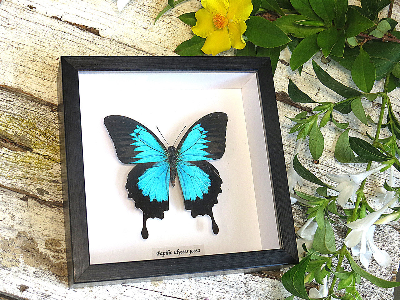  Papilio ulysses joesa