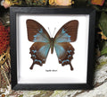 Papilio ulysses  female