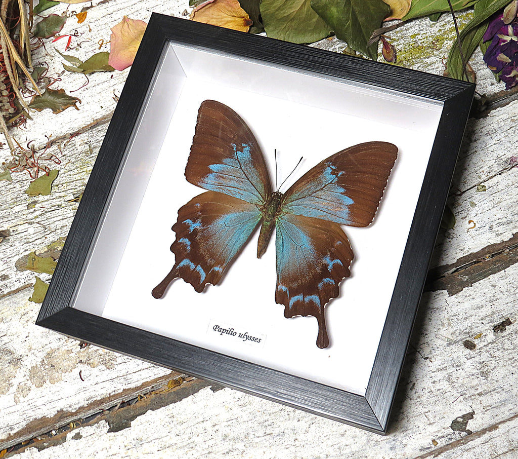 Papilio ulysses  female