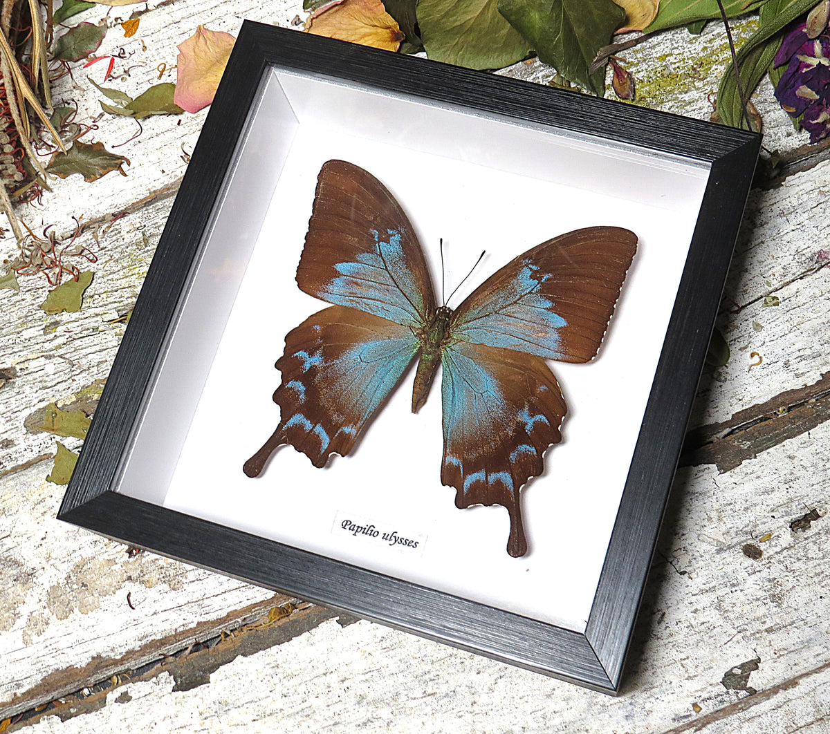 Papilio ulysses  female