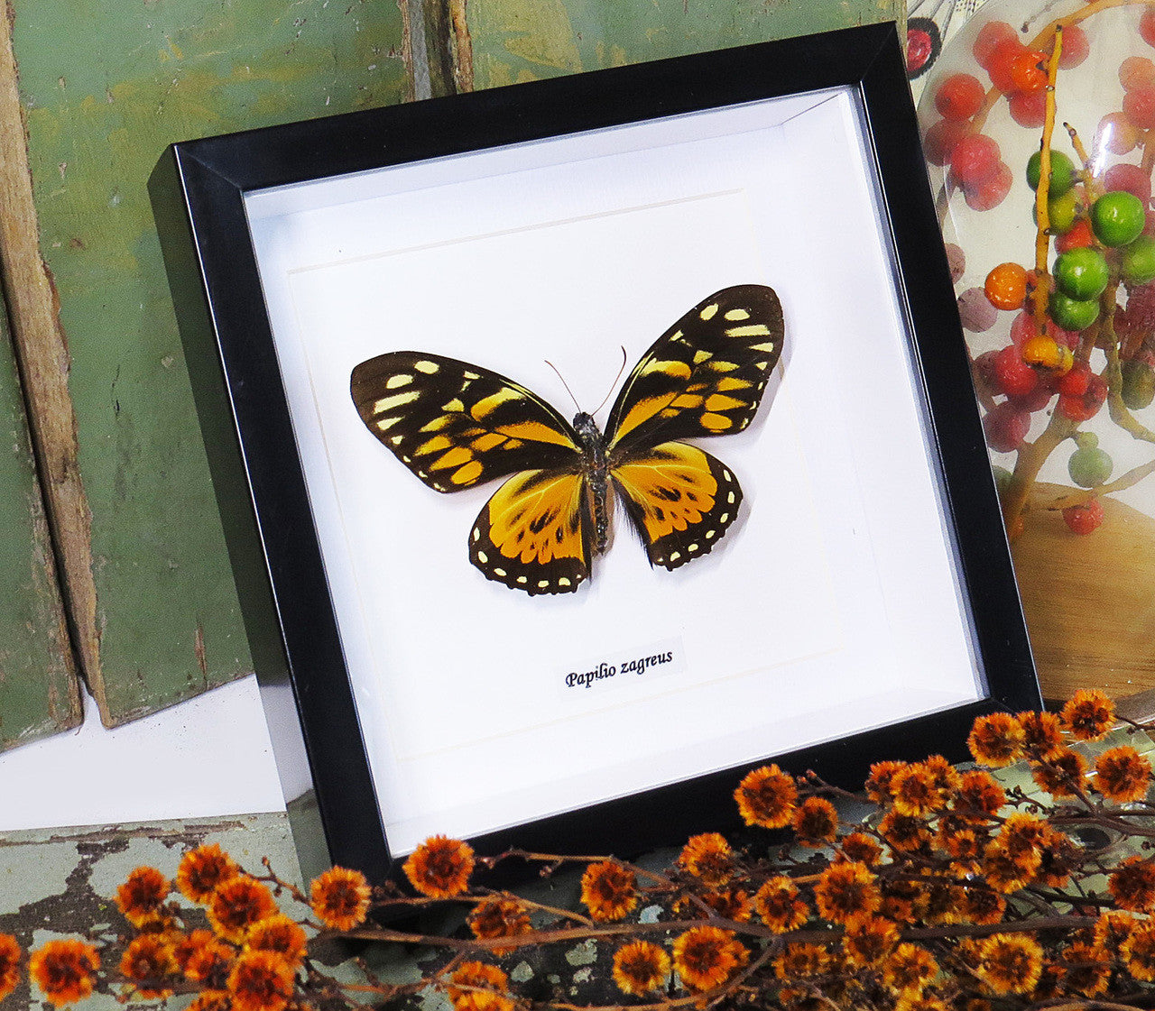 Papilio zagreus