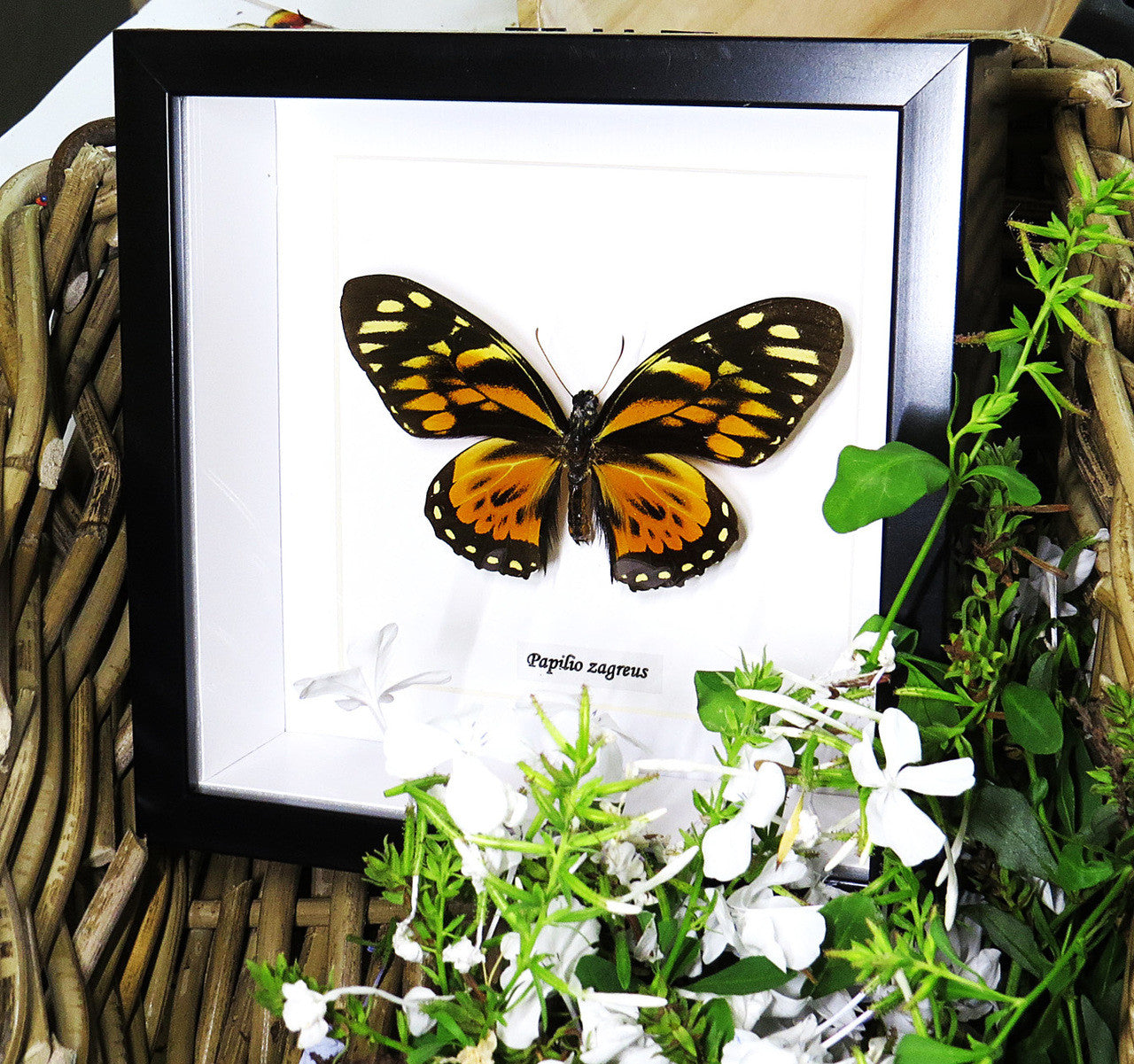 Papilio zagreus