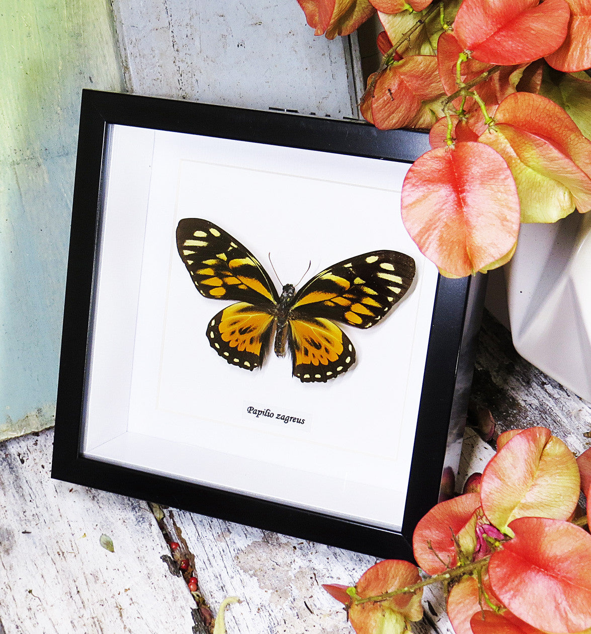 Papilio zagreus