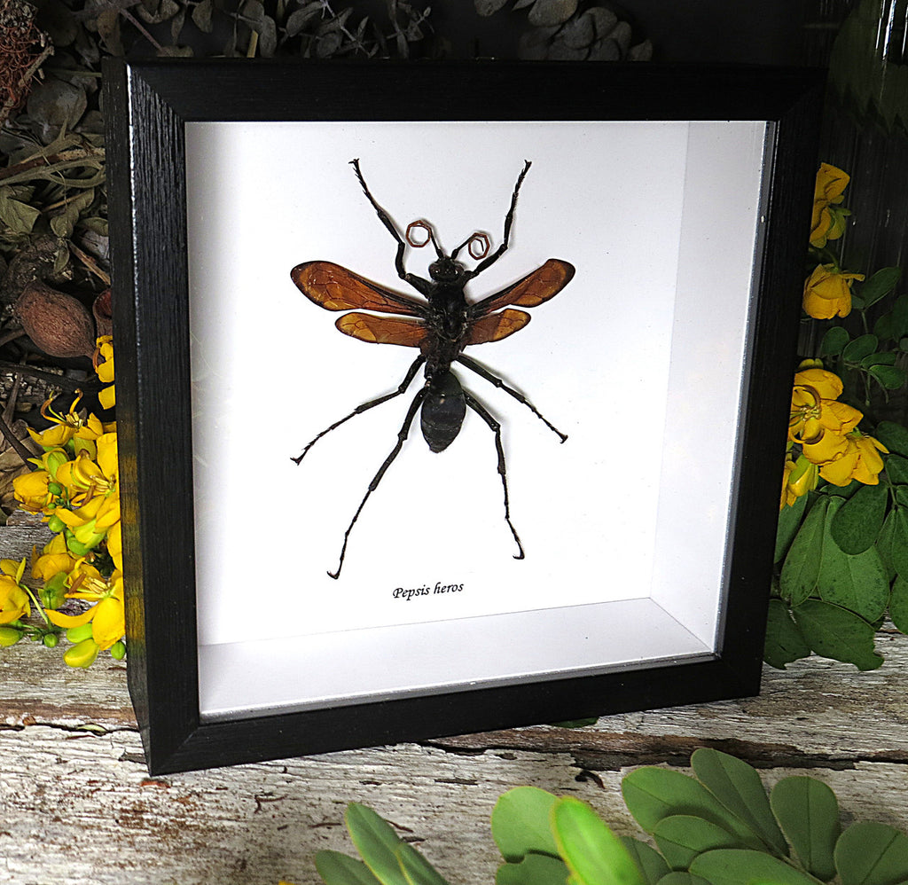 Pepsis heros wasp