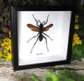 Pepsis heros wasp