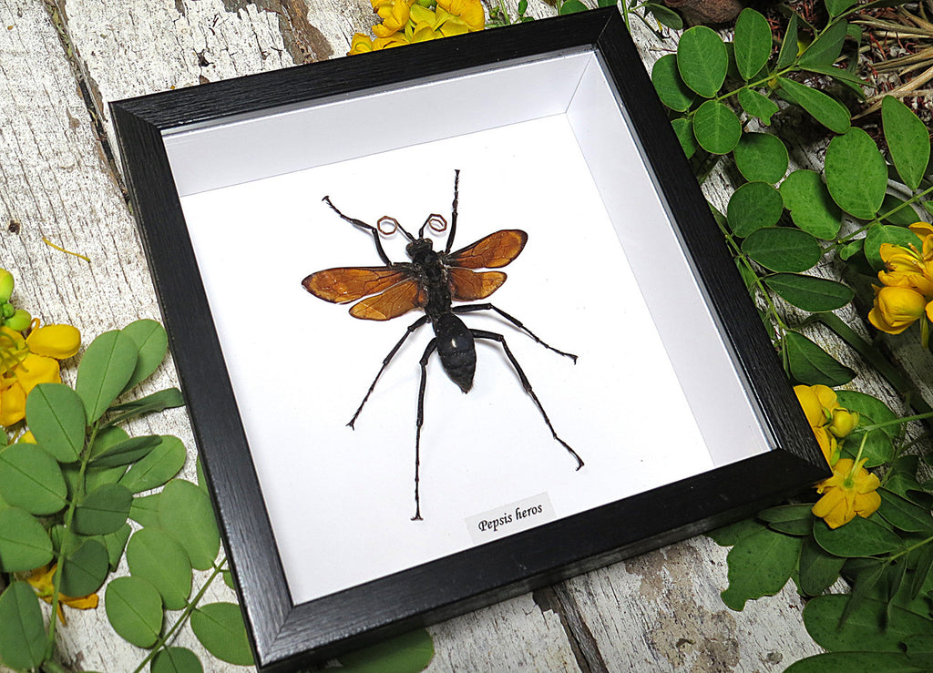Pepsis heros wasp