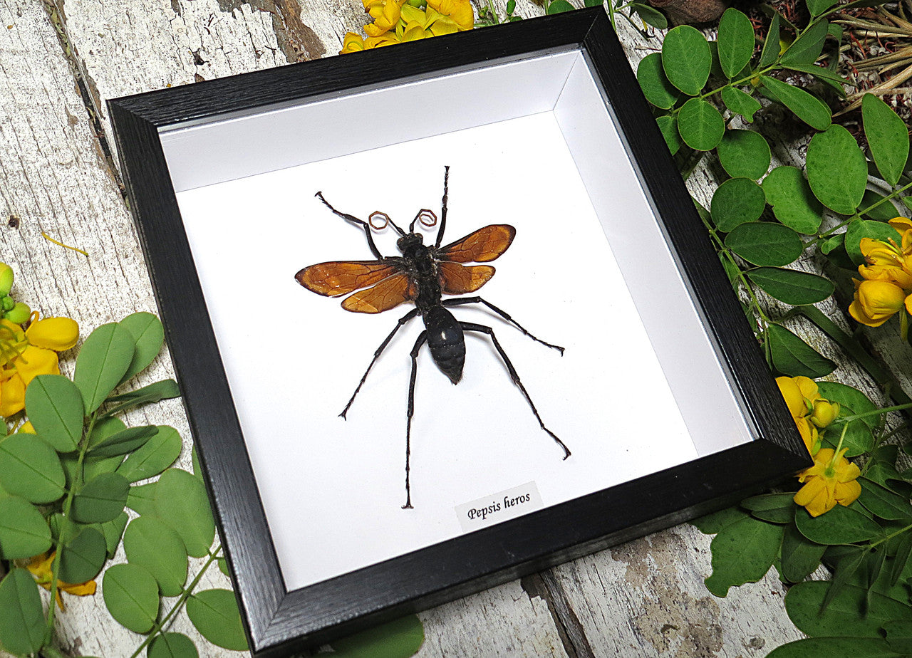 Pepsis heros wasp