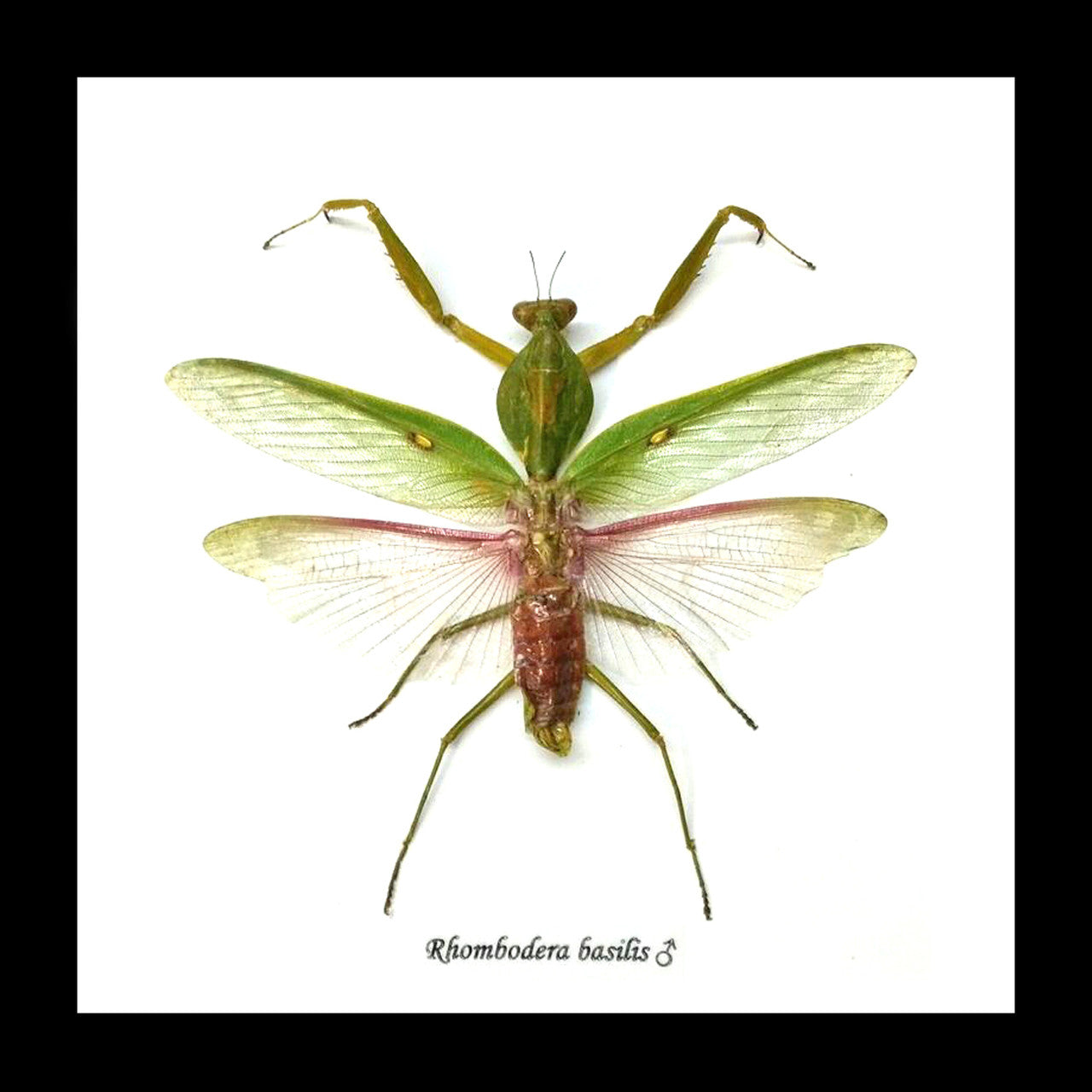 Rhombodera basalis mantid preying mantis bitsandbugs