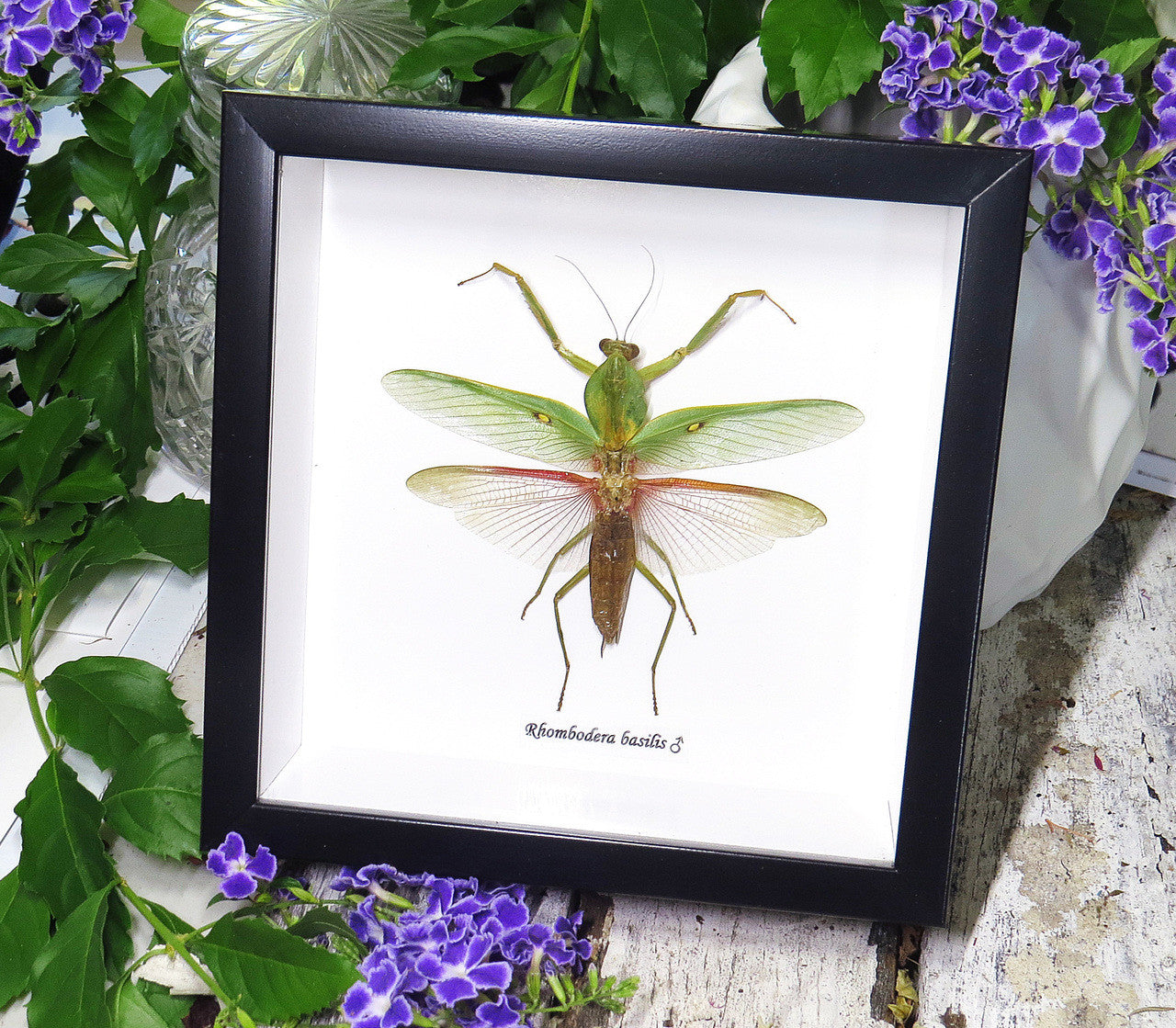 Rhombodera basalis mantid preying mantis bitsandbugs