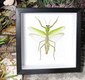 Rhombodera extensicollis 