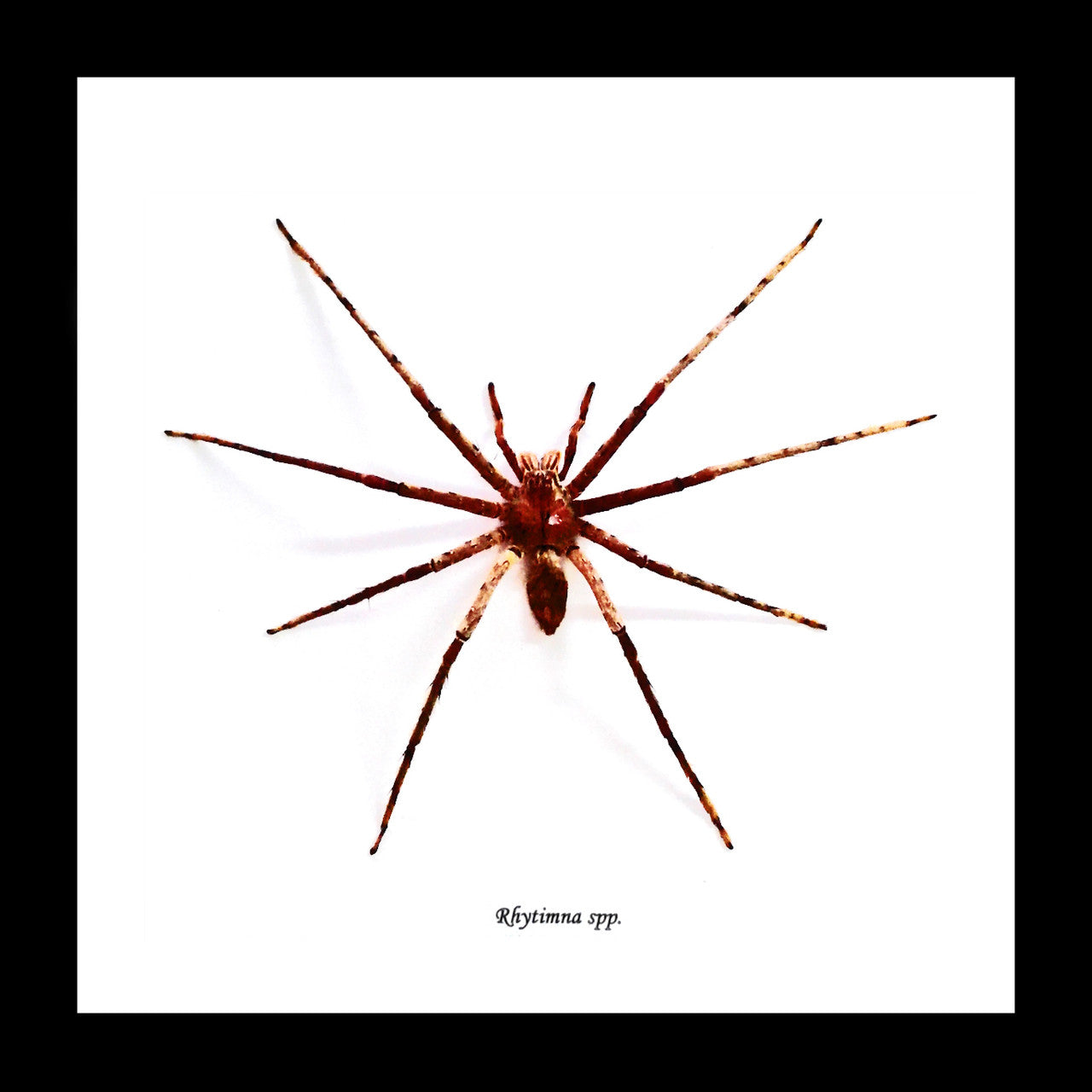 Rhytimna sp. Large
