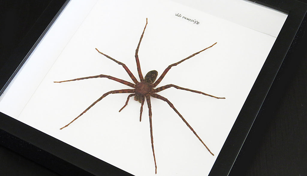 huntsman spider