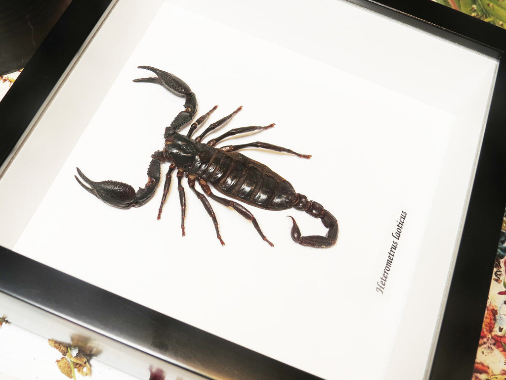 Heterometrus laoticus