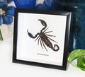 scorpion