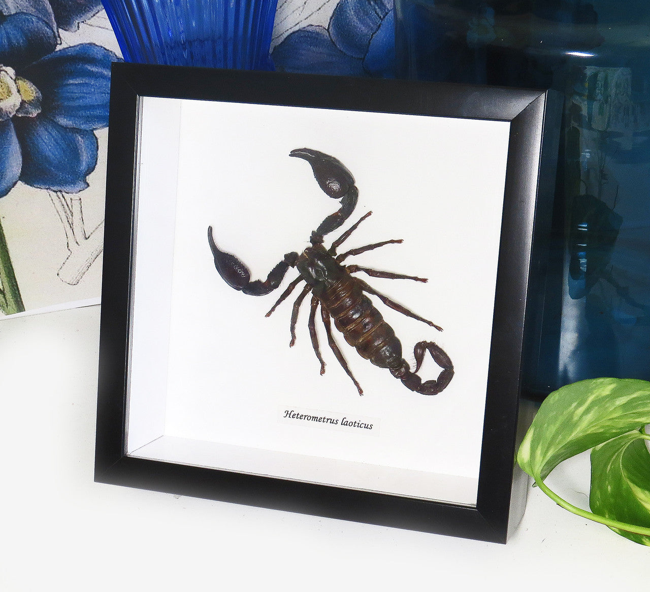 scorpion