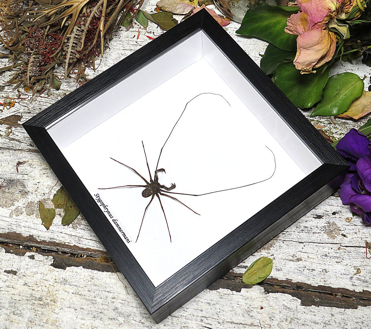 Stygophrynus dammermani cave spider