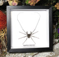 Stygophrynus dammermani cave spider