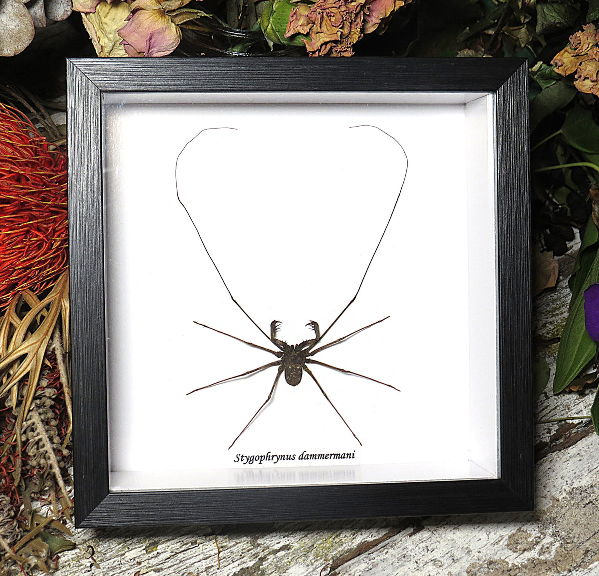 Stygophrynus dammermani cave spider