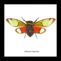 cicada bug insect for sale taxidermy Salvanza imperialis