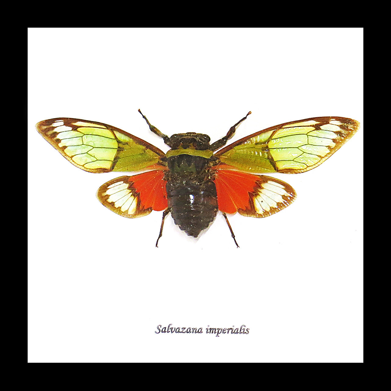 cicada bug insect for sale taxidermy Salvanza imperialis