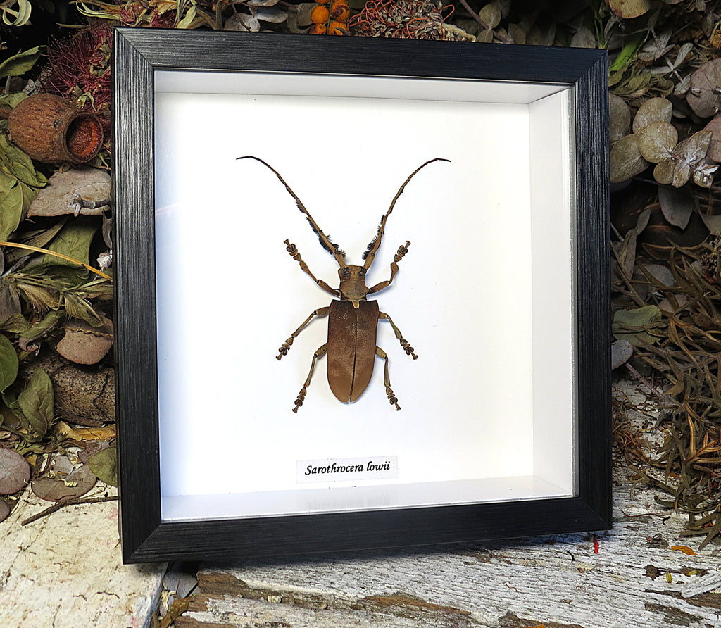 Sarothrocera lowii