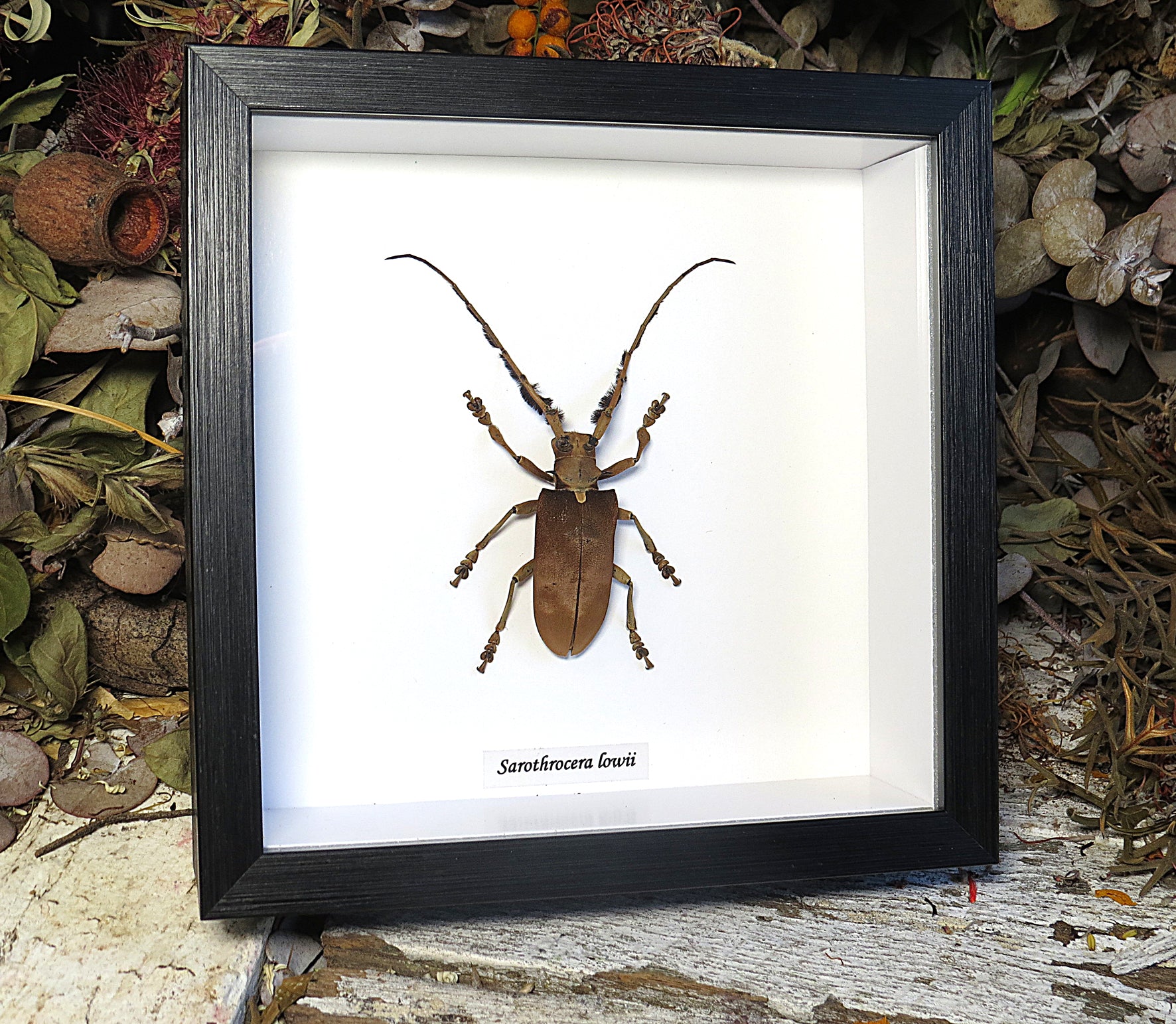 Sarothrocera lowii