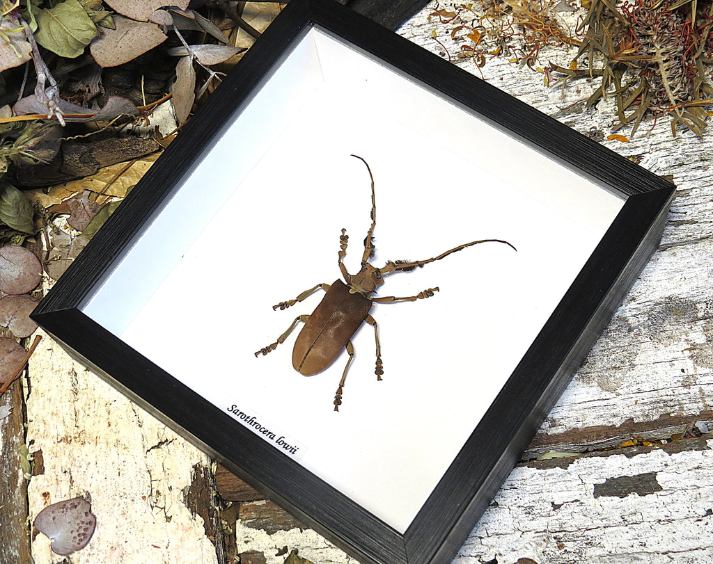 Sarothrocera lowii