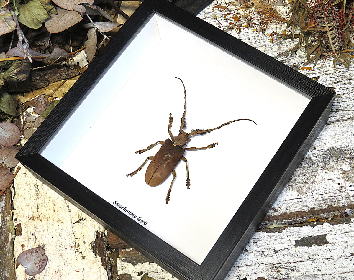 Sarothrocera lowii