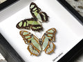 Siproeta stelenes