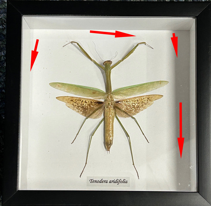 Tenodera aridifolia  # PL ( special )