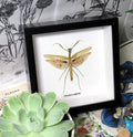 Tenodera aridifolia  # PL ( special )