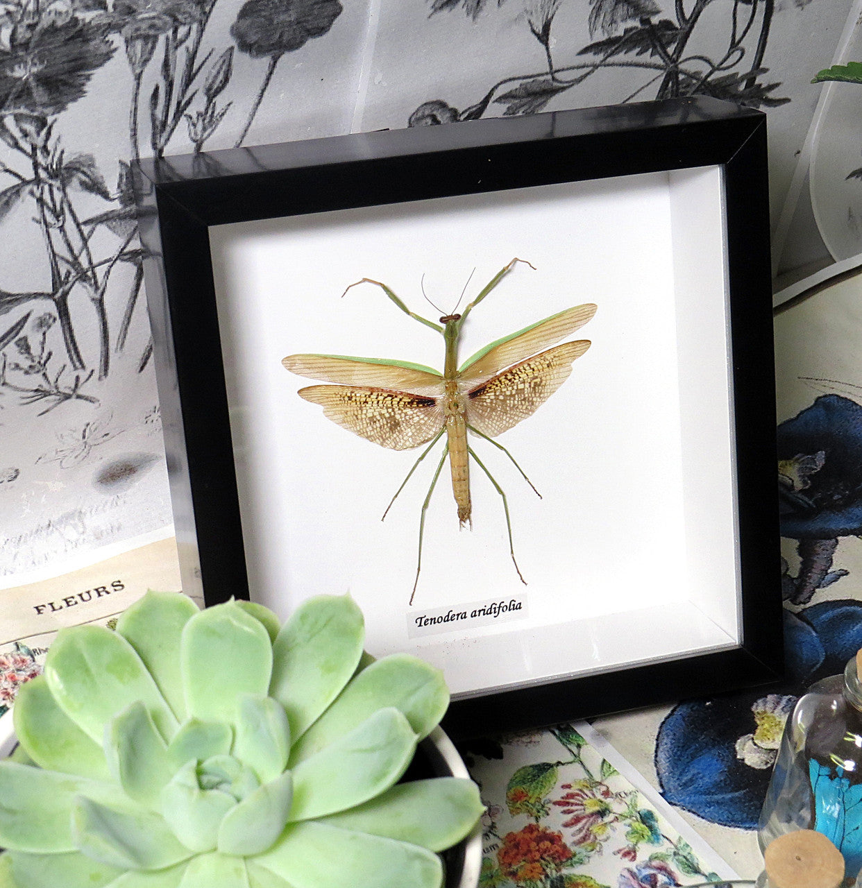 Tenodera aridifolia  # PL ( special )