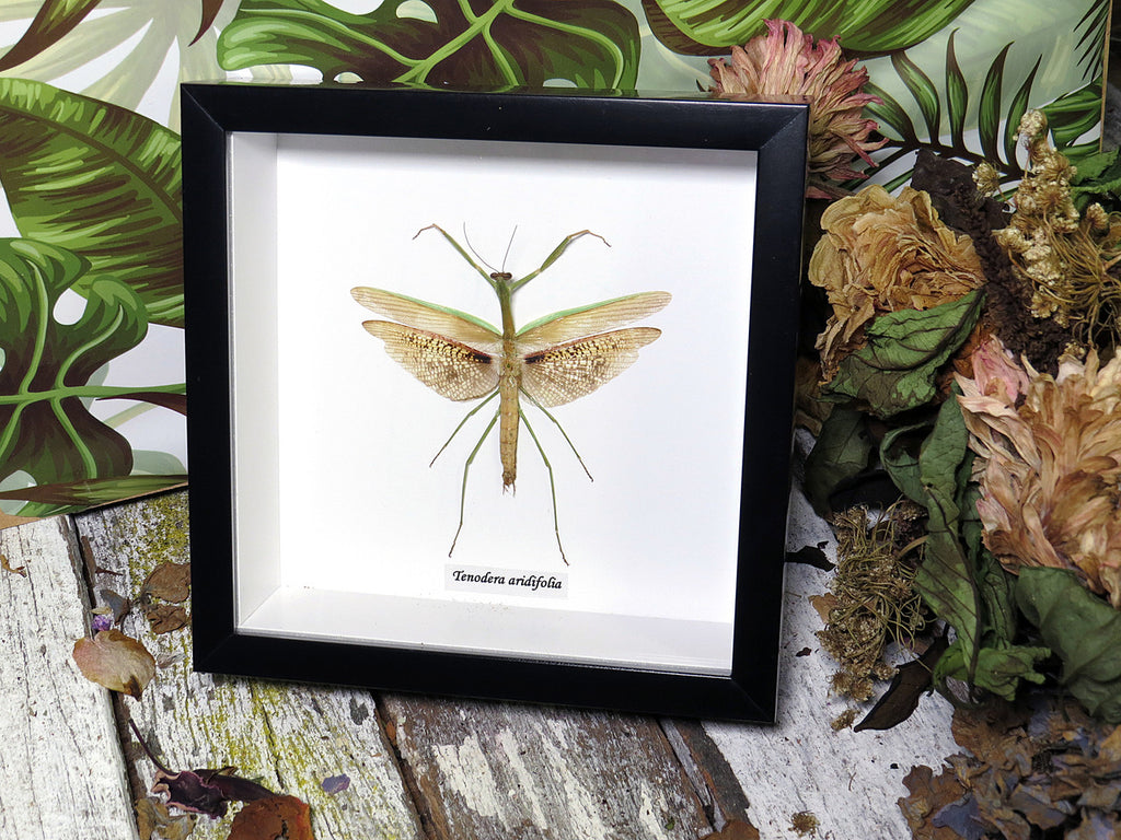Tenodera aridifolia  # PL ( special )