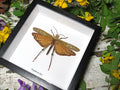 Tropidacris dux