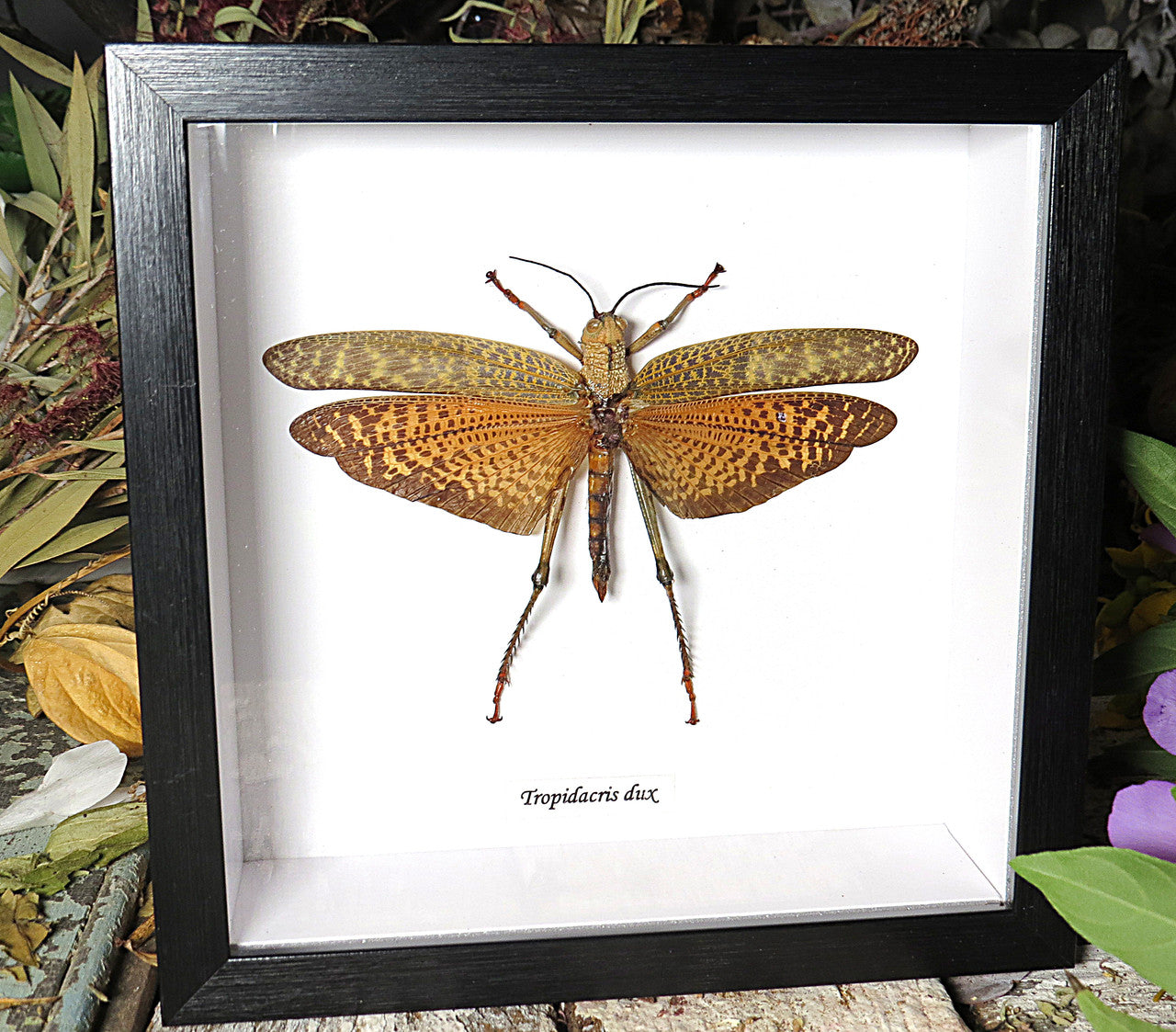 Tropidacris dux