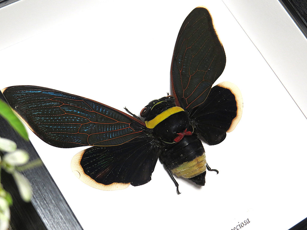Tacua speciosa