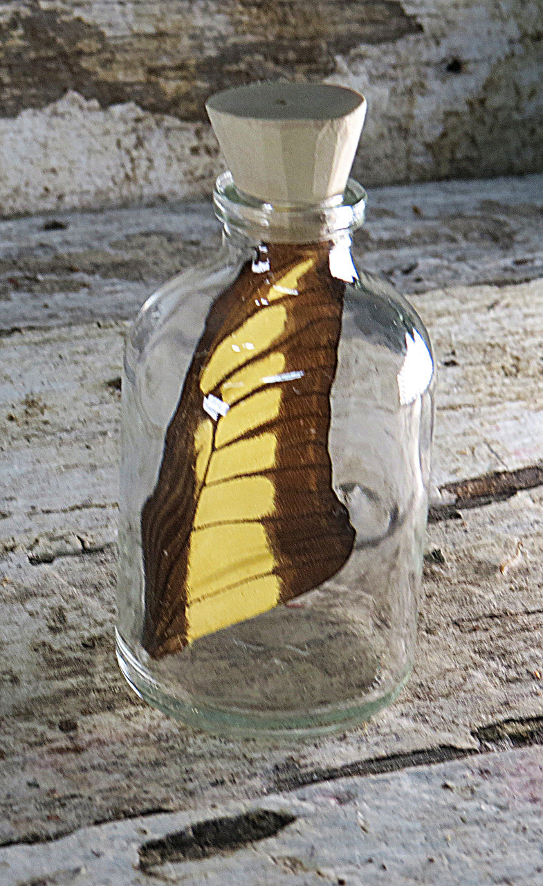 Real Papilio thoas wing in bottle