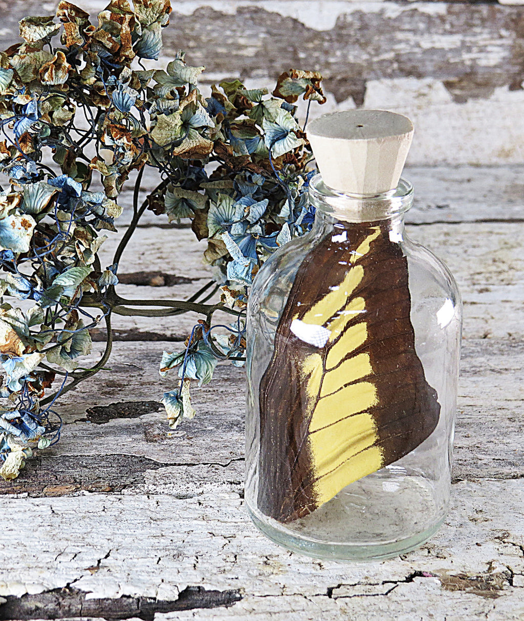 Real Papilio thoas wing in bottle