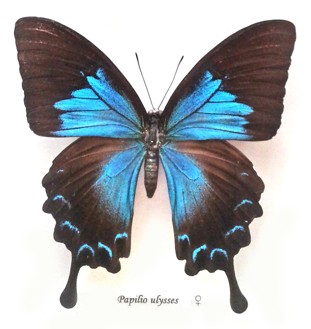 Papilio ulysses female