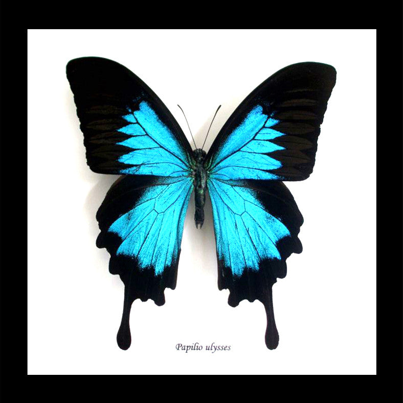 Australian butterfly framed Papilio ulysses  Bits&Bugs